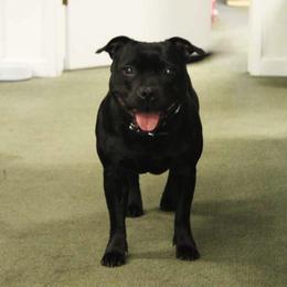 Staffordshire Bull Terriers from Ciera Staffords