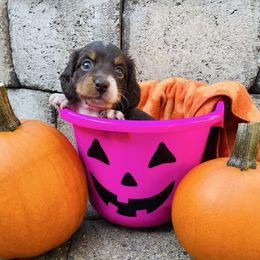 Daphne - Chocolate and tan female Dachshund puppy in Centralia, Washington from Daweshunds