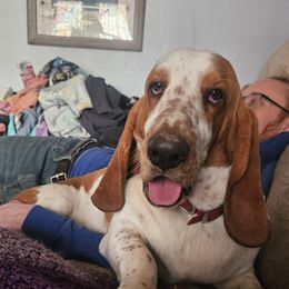 Trevor - Basset Hound