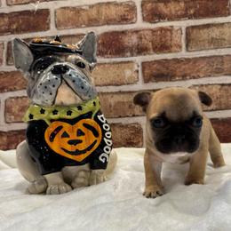 Charm - Fawn female French Bulldog puppy in Riverview, Florida from The Frenchie Lady Co.