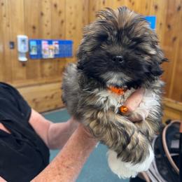 Bentley 2 AKC boy 1 Orange collar - Red gold male Lhasa Apso puppy in Chico, California from Lhasa Apsos of northern Ca . Biewer terriers of northern California