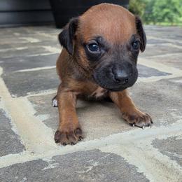 Zuri - Rd whtn blk nose female Rhodesian Ridgeback puppy in Gaffney, South Carolina from Circle D Farms