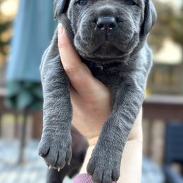 Cane Corso Puppies from Coastal View Kennels