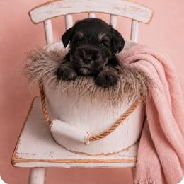 Luna - Black and silver female Miniature Schnauzer puppy in Winter Haven, Florida from The Blue Eyed Schnauzer