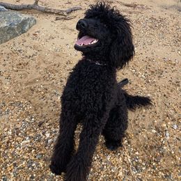 Layna - Poodle