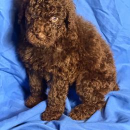 Laenor - Brown male Poodle puppy in Atlanta, Georgia from Syren House Doodles & Poodles