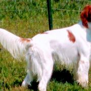 Irish Red and White Setters from O'Dobhailien Irish Red and White Setters