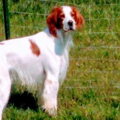 Irish Red and White Setters from O'Dobhailien Irish Red and White Setters