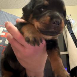 Red girl - Black and mahogany female Rottweiler puppy in Colorado Springs, Colorado from Von Locher Rotties