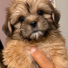 Girl 3 - Black gold and white female Shorkie puppy in Florida from Shih tzus and Shorkies Galore