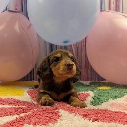 Dachshund Puppies from Hot Diggity Doxies of Dothan
