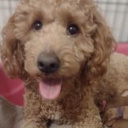 Whoodle puppies from Penny's Puppies