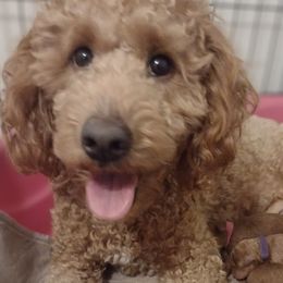 Whoodle puppies from Penny's Puppies