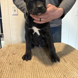 Girl 4 - Black female Cane Corso puppy in Jones, Michigan from Woodlands Cane Corso