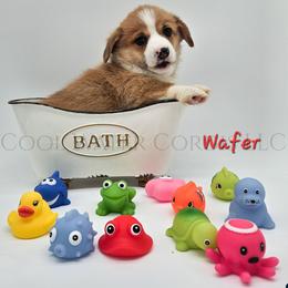 Wafer - Red male Pembroke Welsh Corgi puppy in Kiowa, Colorado from Cool Water Corgis LLC
