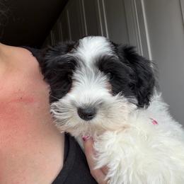 Green collar - Parti female Miniature Schnauzer puppy in Tacoma, Washington from AKC Nordwest Schnauzers