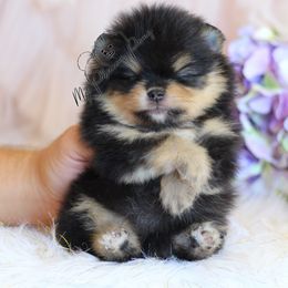Kenai - Black and tan male Pomeranian puppy in Sacramento, California from My Precious Poms