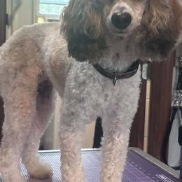 Chai - Poodle