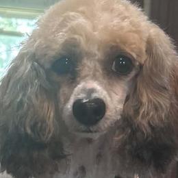Chai - Poodle