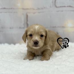 Duke - Cream male Dachshund puppy in Nashville, Arkansas from Cuddles n Curls