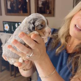 Ophelia - Blue merle female Bernedoodle puppy in Grants Pass, Oregon from Royal Empire Bernedoodles