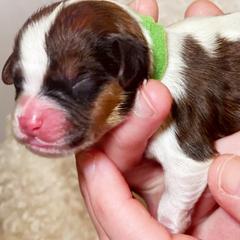 Cavachon, Cavalier King Charles Spaniel, and Cavapoo Puppies from LierChonPoo