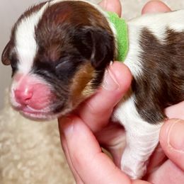 Cavachon, Cavalier King Charles Spaniel, and Cavapoo Puppies from LierChonPoo