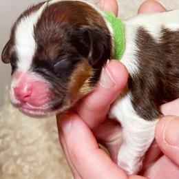 Cavachon, Cavalier King Charles Spaniel, and Cavapoo Puppies from LierChonPoo