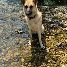 German Shepherd and Miniature Australian Shepherd All Grown Up from Taylor Pevehouse