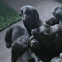 Labrador Retrievers from Lakeside Labs