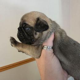 Boy 2 - Fawn male Pug puppy in Olin, North Carolina from Piggy Pugs