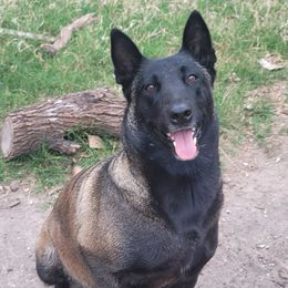 Brena - Belgian Malinois