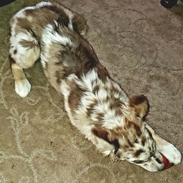 Girl 1 - Australian Shepherd puppy in Cochise County, Arizona from 2Morrows Aussies