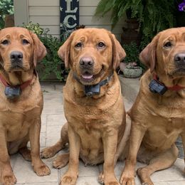Labrador Retrievers from Thorner's Redline Labradors