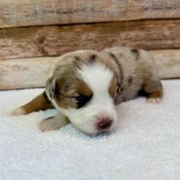 Wendy - Red merle female Miniature Australian Shepherd puppy in Midway, Texas from L Bar W Aussie Ranch