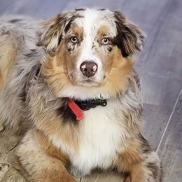 Cooper - Australian Shepherd