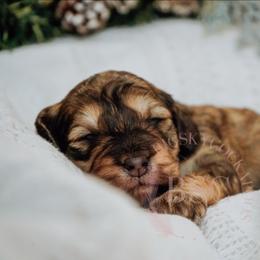 Pink collar - Sable female Cockapoo puppy in Missoula, Montana from Big Sky Cockapoos