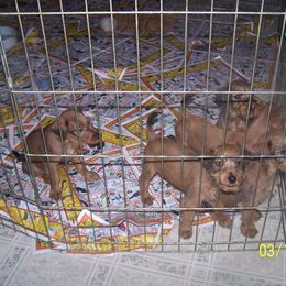Irish Terrier Puppies from Geordan Irish Terriers