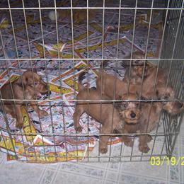 Irish Terrier Puppies from Geordan Irish Terriers