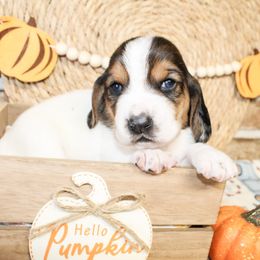 Basset Hound puppies from Rocking H