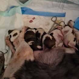 Boy 1 - Tricolor male Shih Tzu puppy in Bethlehem, Pennsylvania from Cinnamon's Shih Tzus