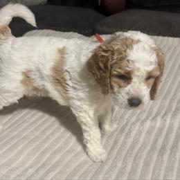 Drew (red) - male Goldendoodle puppy in Fayettville Ar, Arkansas from Ozark Bulldogs and doodles