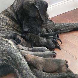 BARBIE - Mastiff