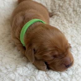 Girl 2 - Dark golden female Golden Retriever puppy in La Verne, California from 4LoveofGoldens