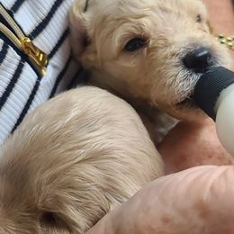 Goldendoodles from Easy Win Doodles LLC