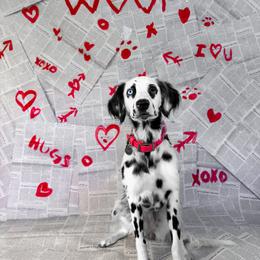 Dalmatian Puppies from Spotted Jewels Dalmatians