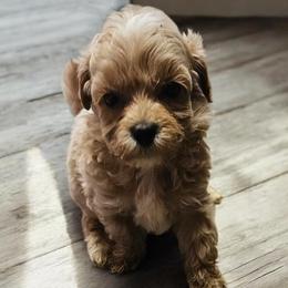 Boy - Apricot male Maltipoo puppy in Louisiana from Mias Bayou Puppies, LLC