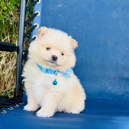 Leo - Cream male Pomeranian puppy in Green Cove Springs, Florida from Natasha's Ark of Joy