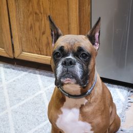 Larcy - Boxer