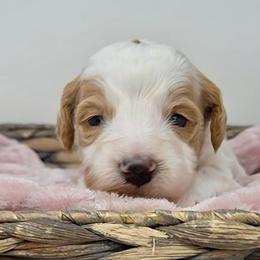 Yellow Male - Parti male Goldendoodle puppy in Great Falls, Montana from Montana Goldendoodles